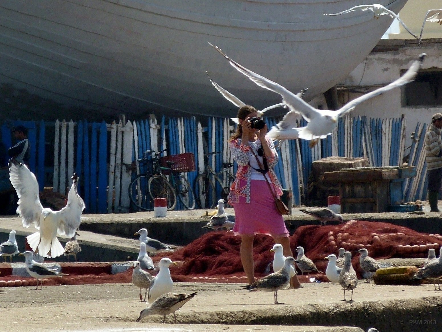 Essaouira, autour du port, des mouettes partout